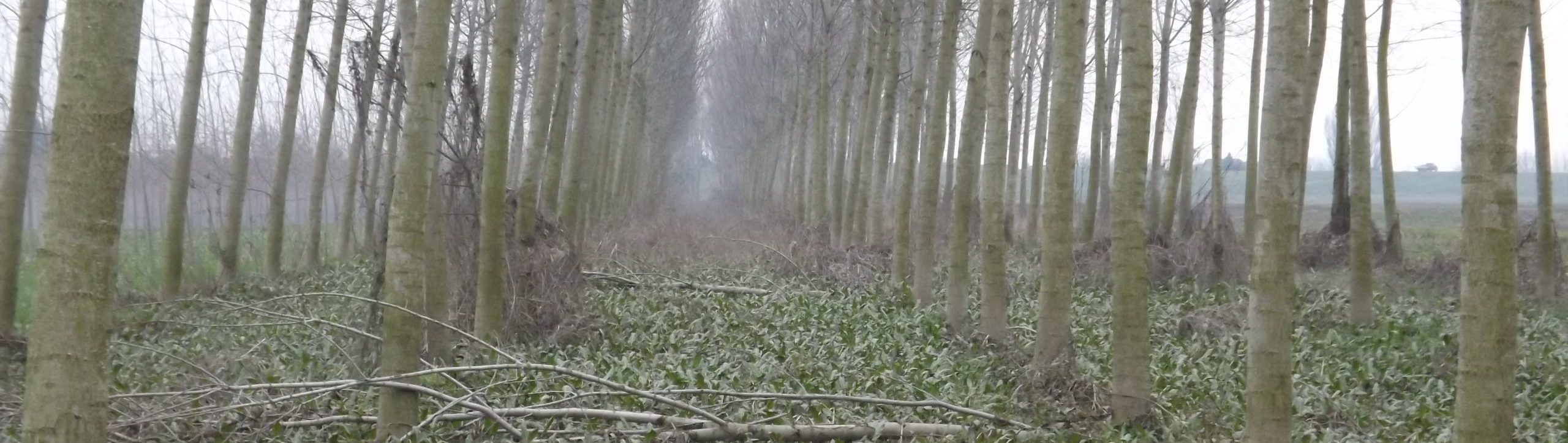 La caccia in pianura