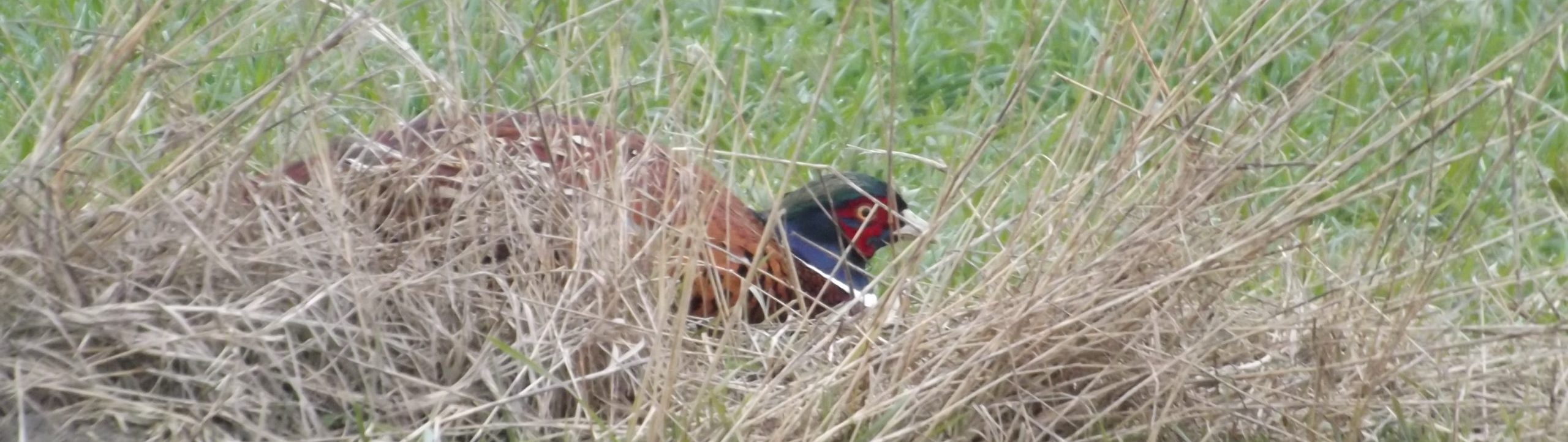 La caccia in pianura