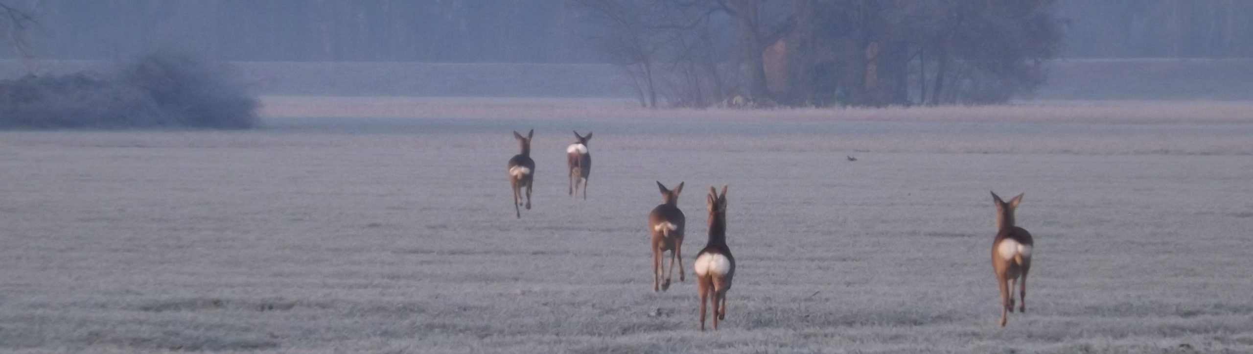 La caccia in Pianura