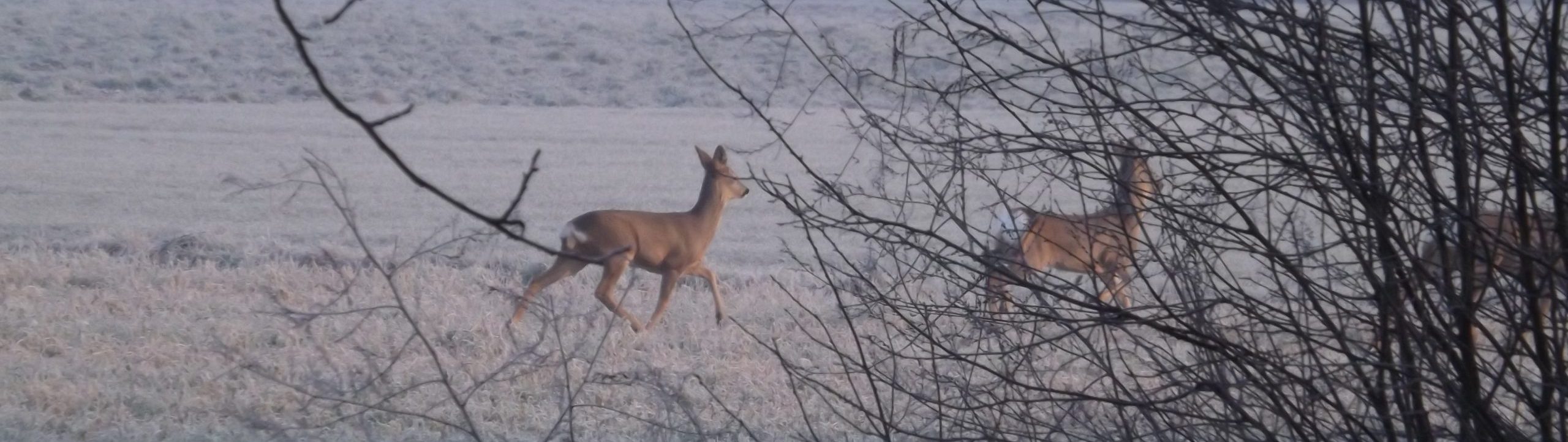 La caccia in pianura